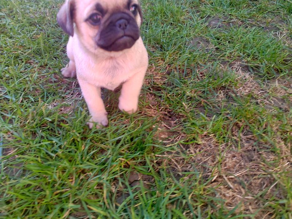 Pui Mops de vânzare