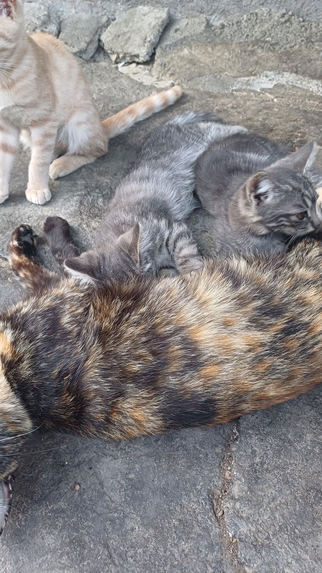 Котята крысоловы