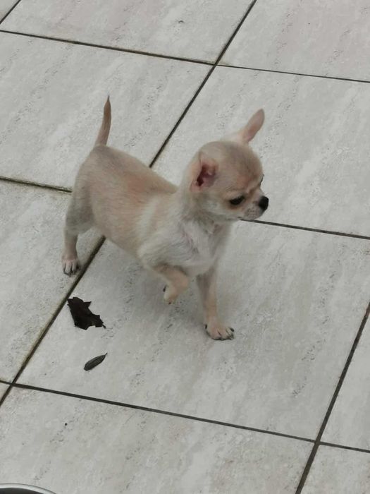 Чихуахуа ИСТИНСКИ - цени ХУБАВИ!!!