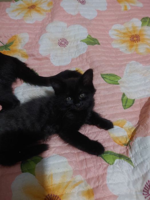 Котенок в хорошие руки