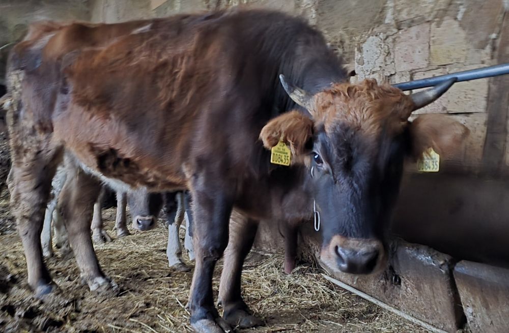 Продажба на Разплоден Бик и Женски Телета!