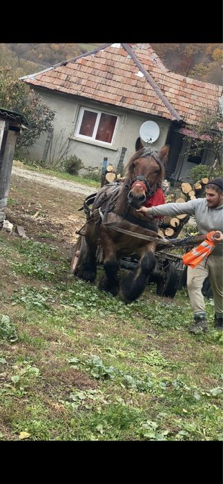 Vand cal castrat de 7 ani