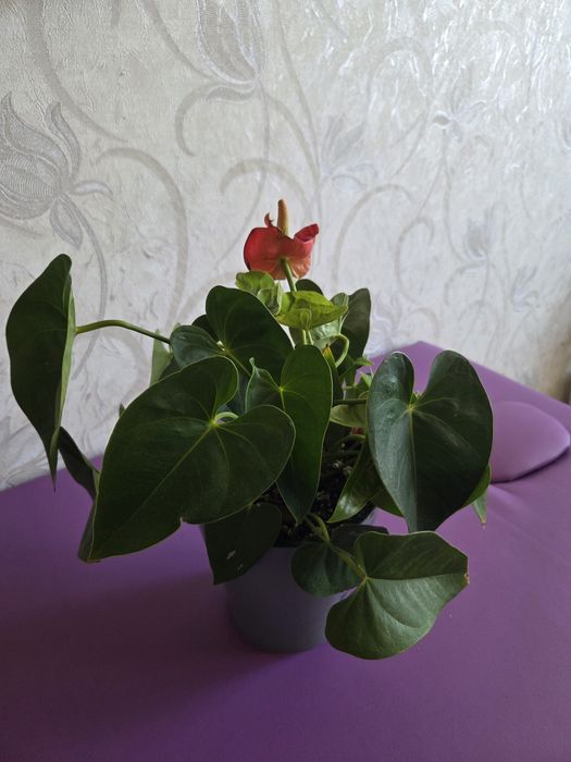 Продам комнатные цветы вместе с горшком с двойным дном, цена договорна