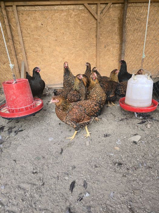 Wiandotte de vanzare