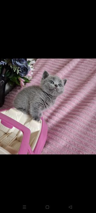 Британские котята