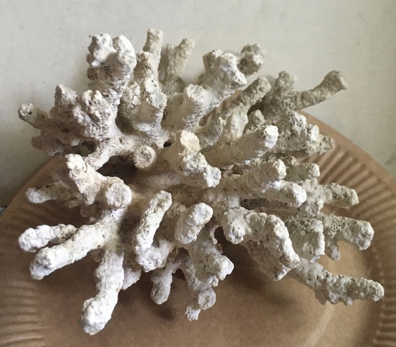 Кораллы в аквариум