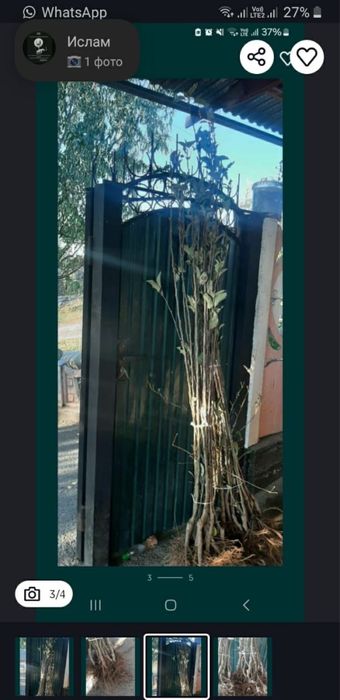 Продам саженцы все виды летних и зимних сортов яблонь