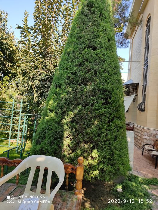 Archa kesamiz dorilaymiz