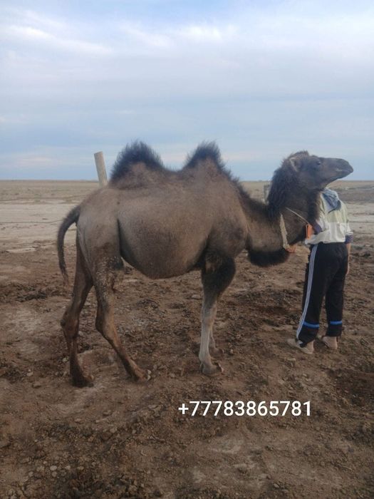 Ургашы тайлак сатылады,саудасы бар