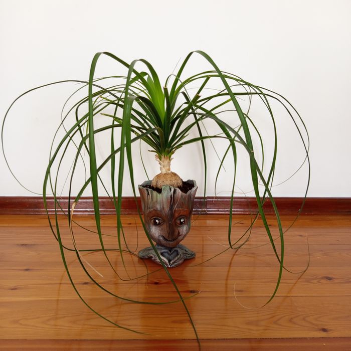 Нолина с прикольным горшком