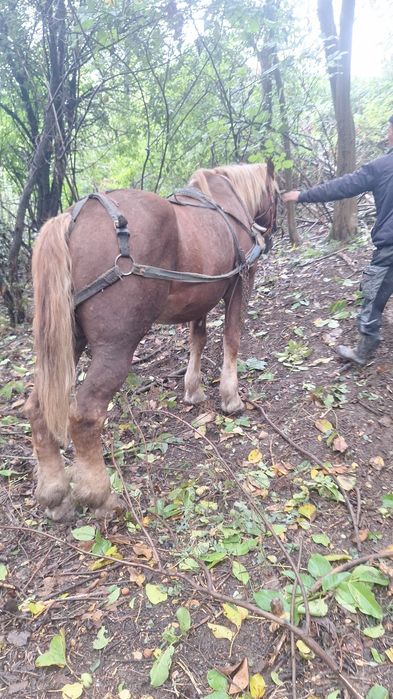 Vând sau schimb  cu o iapa cu forme