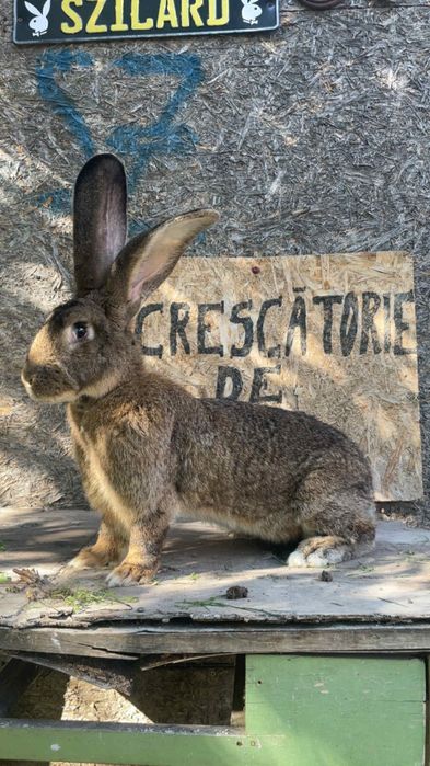 Femelã urias german