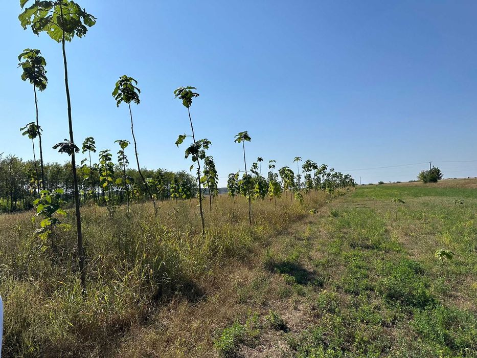 Paulownia Tomentosa Arbori Ornamentali ,Copaci cu inaltime 2 m + 6 m