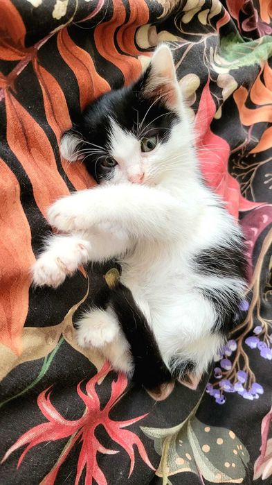 Motanel de 2 luni pentru adoptie - Iasi
