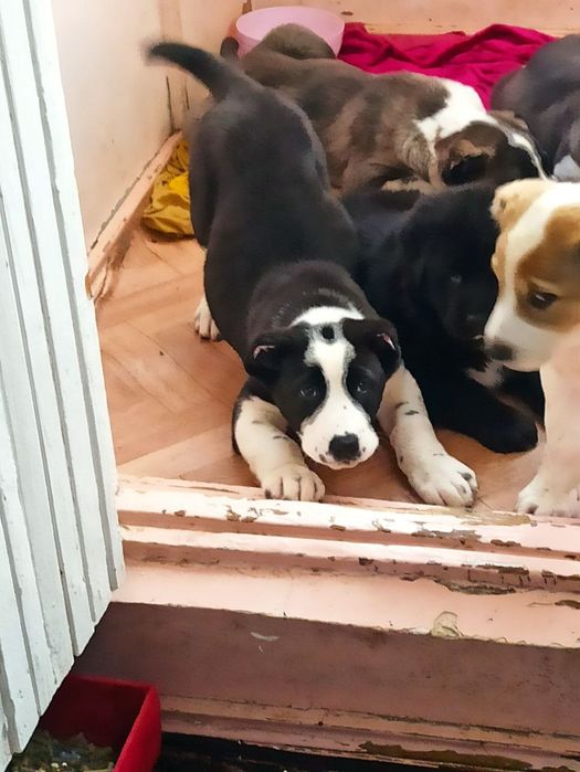 Шеночки алабаев чистокровные