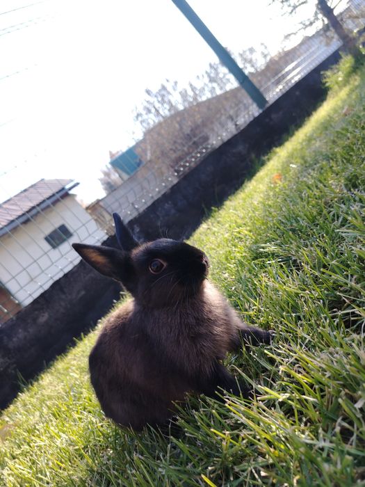 Отдам декаративного кролика