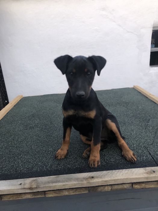 Щенки ягдтерьера