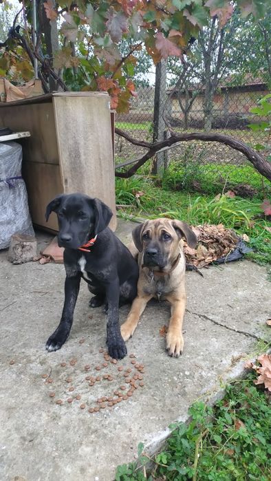 Продавам Немски дог