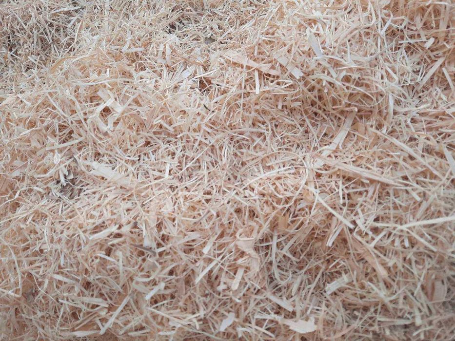 Vand Rumegus/Talas brad curat  uscat