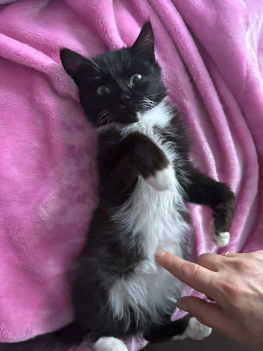 Котёнок бесплатно