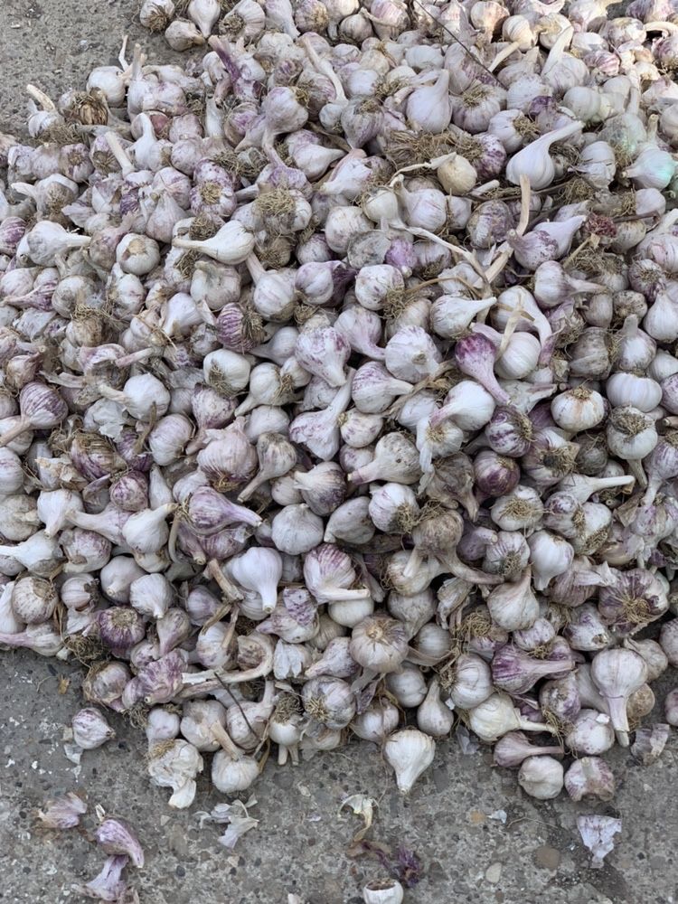 Usturoi de plantat producție
