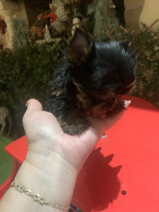 Yorkshire. Terrier fetita