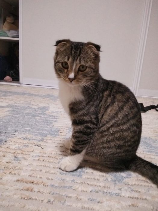Вислоухи котенок