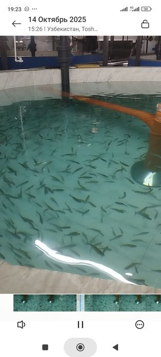 Мальки форели на заказ