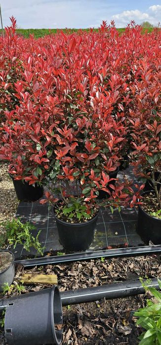 Photinia Red Robin – Adaugă culoare și eleganță grădinii tale
