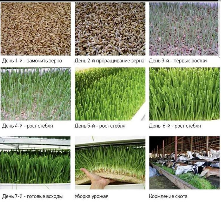 ГИДРОПОНИКА Климат контроль