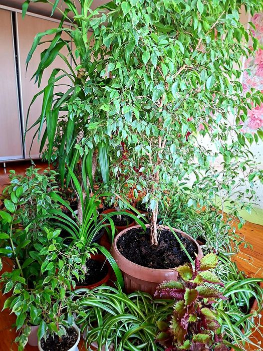 Продам фикусы разного сорта