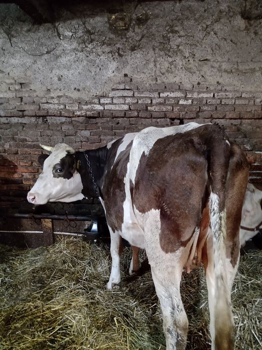 Vand vaca de cinci Ani