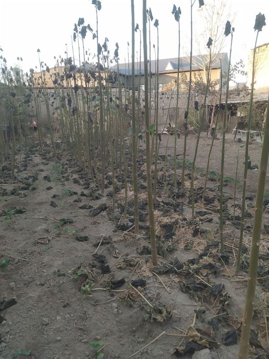 Pavloniya daraxtlari sotiladi 250-280tacha