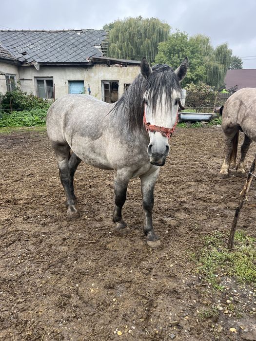 Armăsar în vârtă de 3 ani