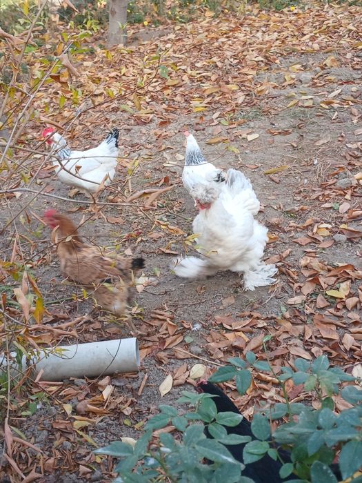 Адлер серебристый