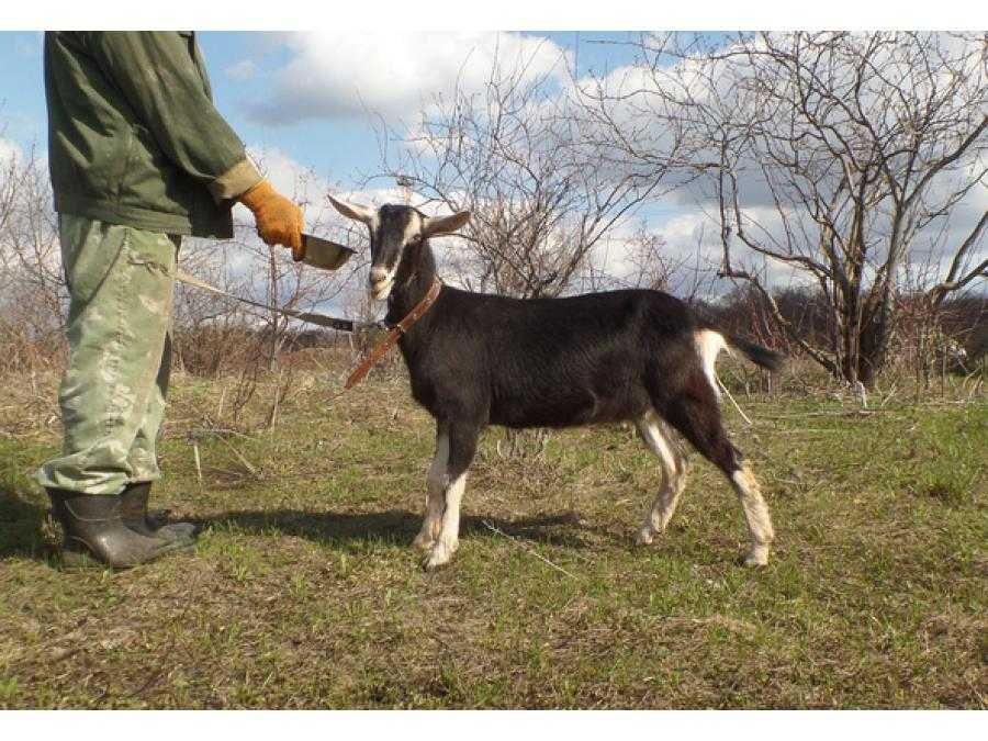 Козье молоко.Мкр Самал-1.