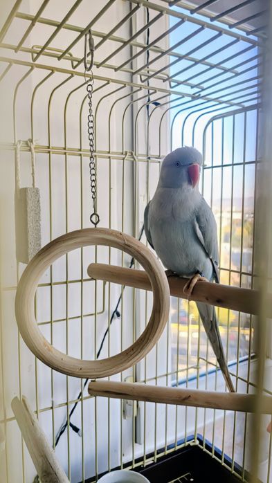 Papagal Micul Alexander + cușcă mare cu accesorii