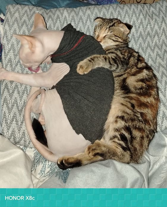 Животные  в добрые руки