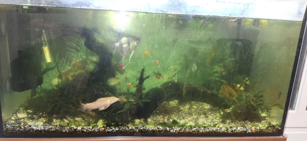 Acvariu 120 L cu mobilier complet echipat