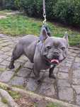 Bulldog francez mascul