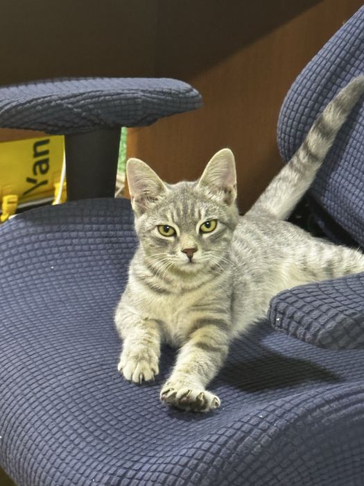 Отдам даром котенка