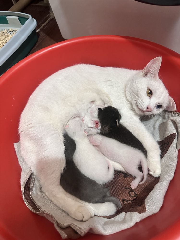 Продам красивых котят им всего пару месяцев