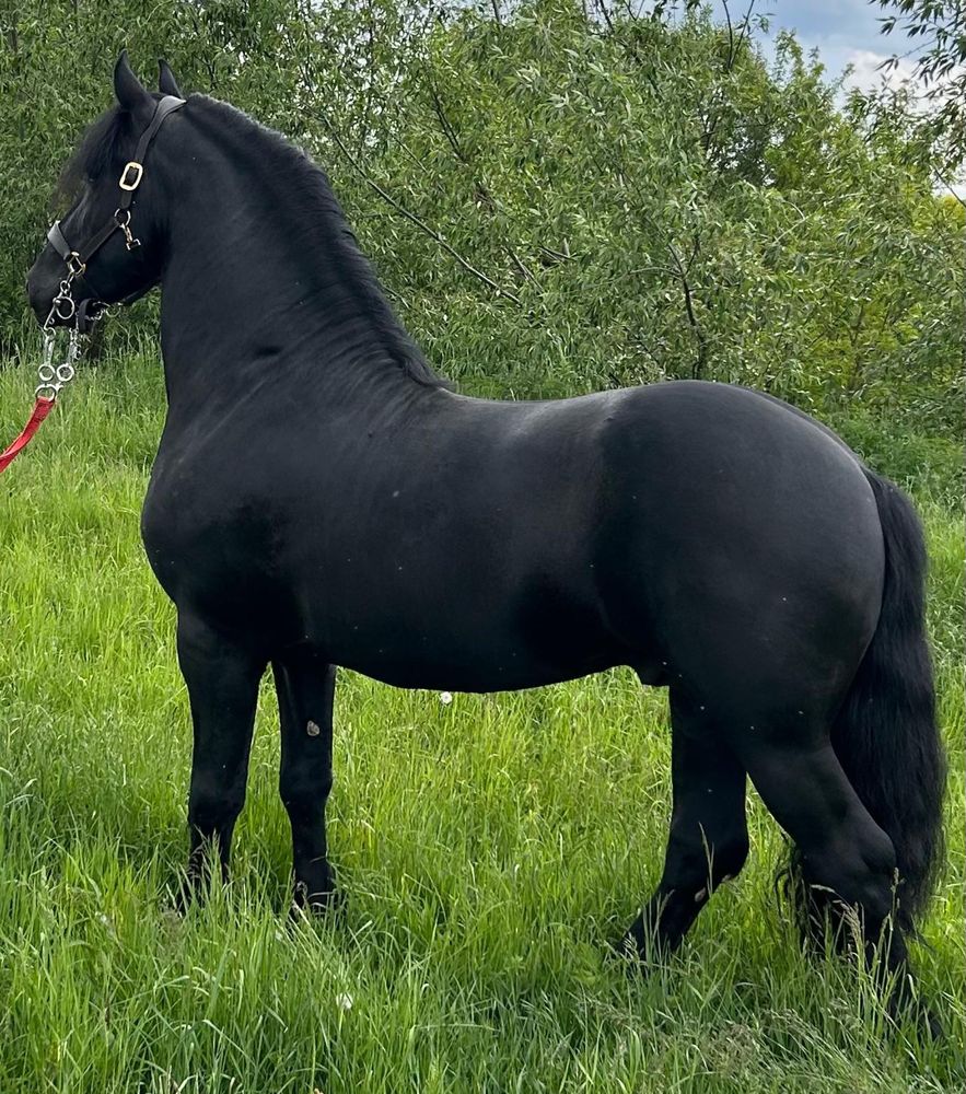 Armasar frizian