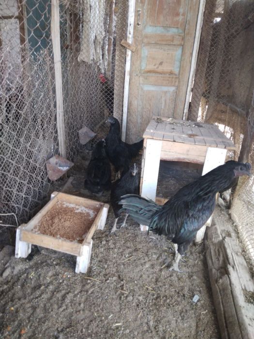 Mokiyon tovuq sotiladi