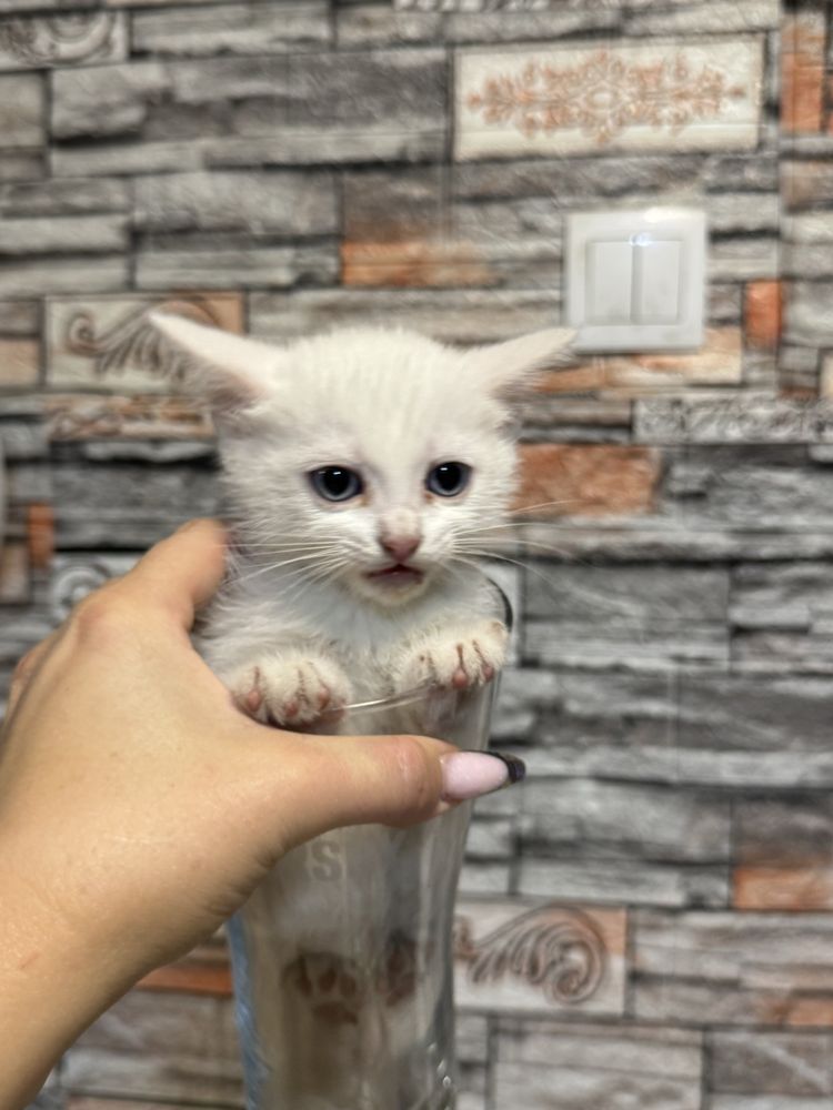Белые котята мышеловы
