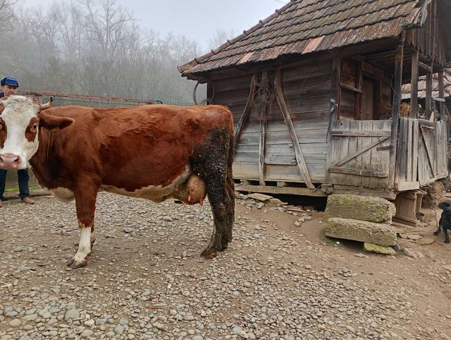 Vând vaca, rasa Bălțata Românească