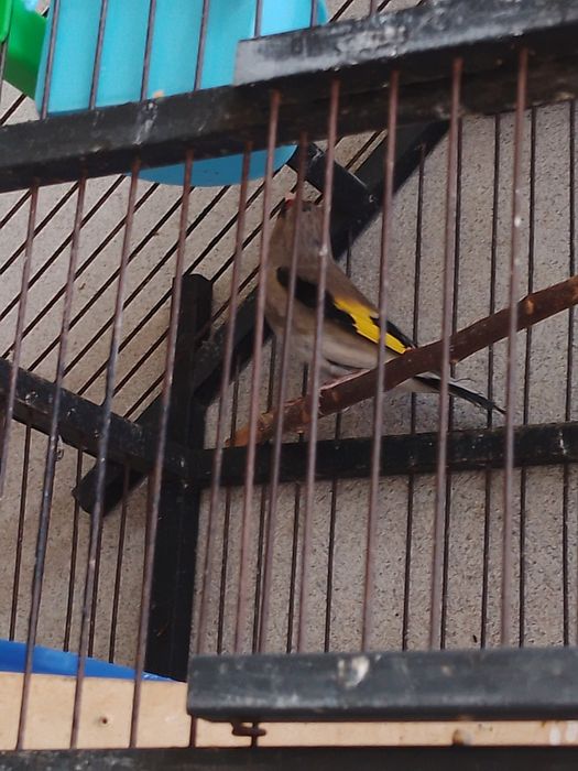 Sava norchila bor yengi qushla