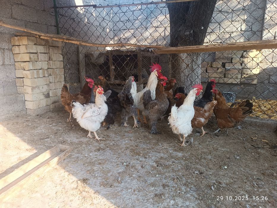 Куры несутся хорошо 14 шт.