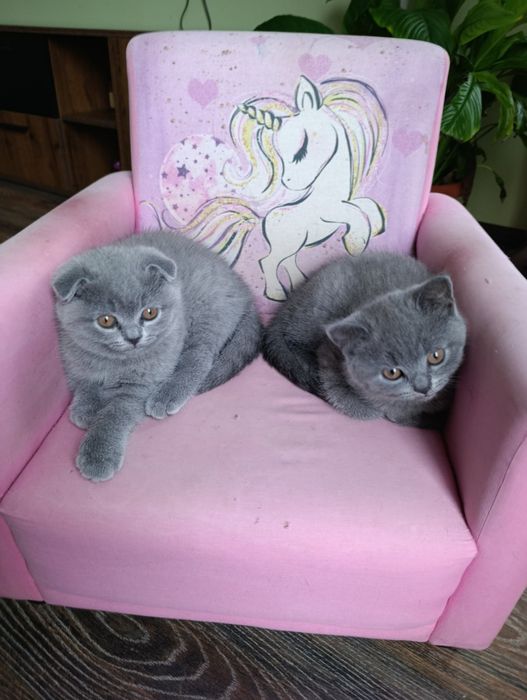Британски котета