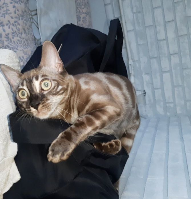 Бенгальские котята